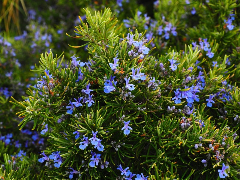 Rosemary in a balcony planter